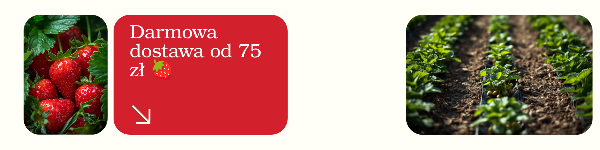 Darmowa dostawa od 75 zł